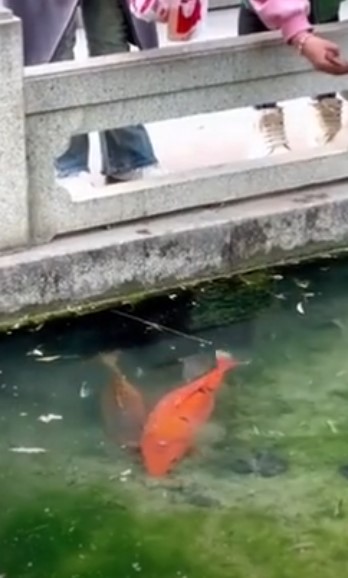 Cá Koi "béo ú" như quả bóng thu hút du khách ở Trung Quốc 